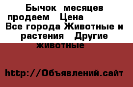 Бычок 6месяцев продаем › Цена ­ 20 000 - Все города Животные и растения » Другие животные   